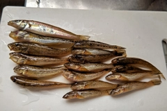 ハゼの釣果