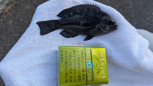 根岸湾