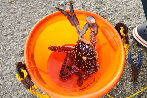 タイワンガザミの釣果
