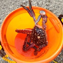 タイワンガザミ