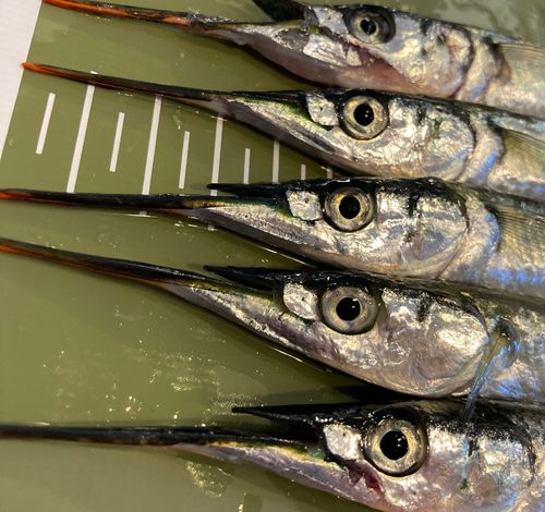 サヨリの釣果