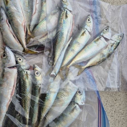 サバの釣果