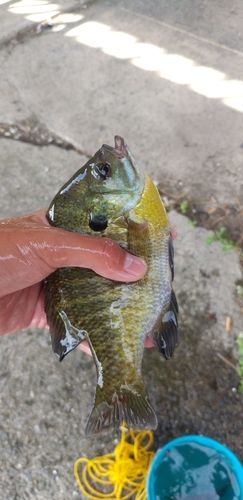 ブルーギルの釣果