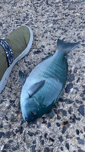 クロの釣果