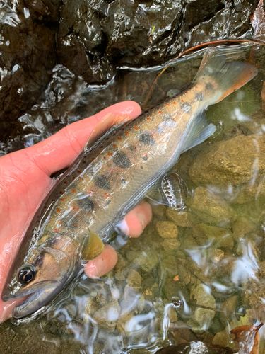 アマゴの釣果