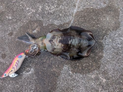 アオリイカの釣果