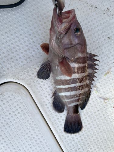 アカアマダイの釣果