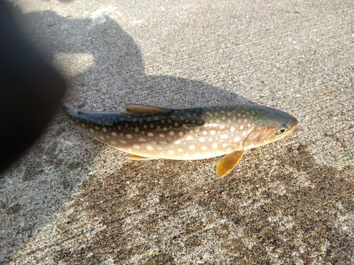 アメマスの釣果