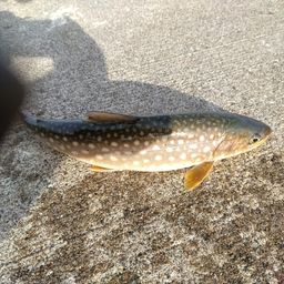 アメマス