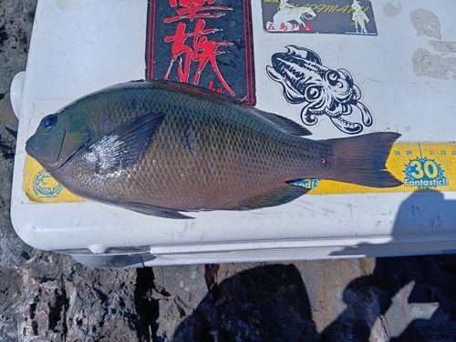 メジナの釣果