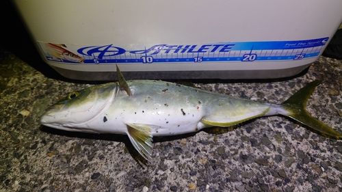 ツバスの釣果