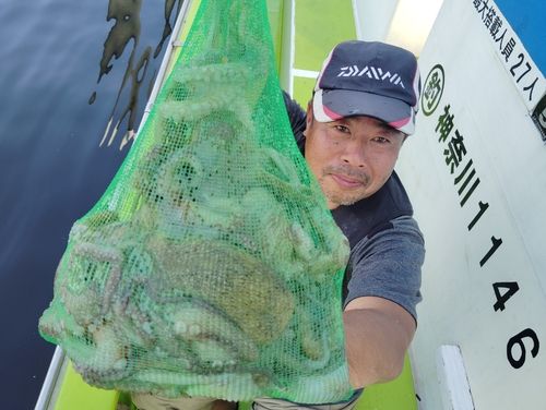 マダコの釣果