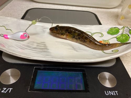 マハゼの釣果