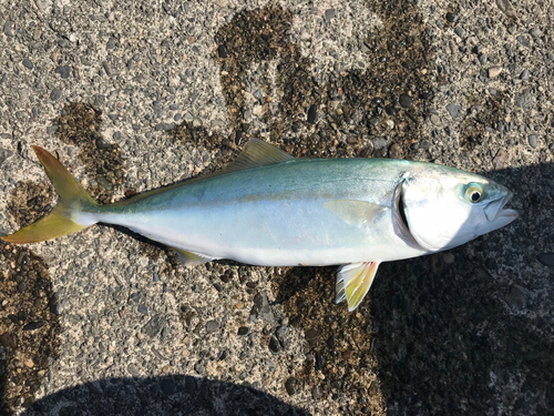 ツバスの釣果