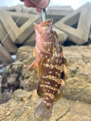 キジハタの釣果