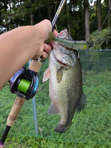 ラージマウスバスの釣果