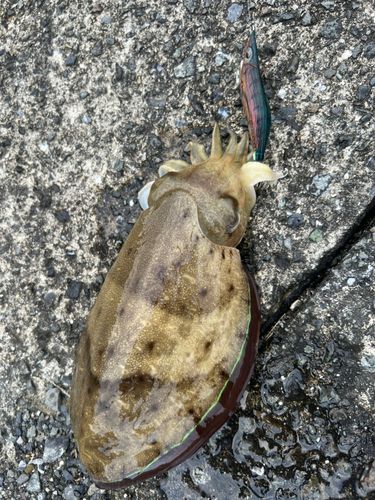 コウイカの釣果
