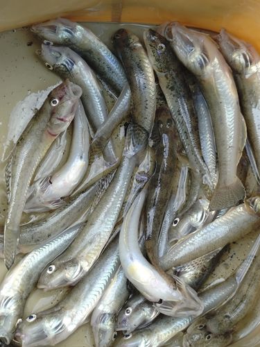 ハゼの釣果