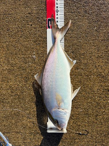 ショゴの釣果