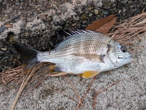 キビレの釣果