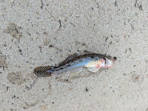 ハゼの釣果