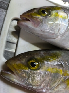 ネリゴの釣果