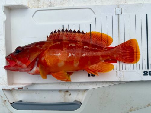 アカハタの釣果