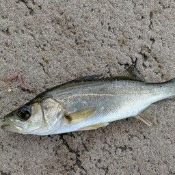 セイゴ（ヒラスズキ）