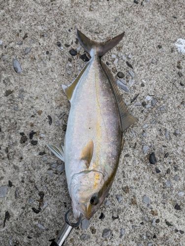 ネリゴの釣果
