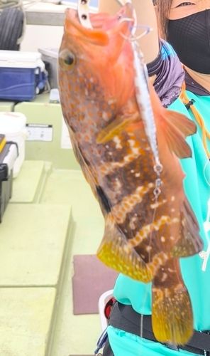 アコウの釣果