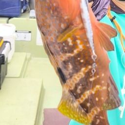 アコウ