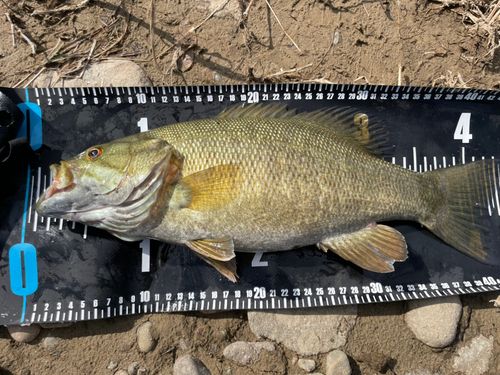 スモールマウスバスの釣果