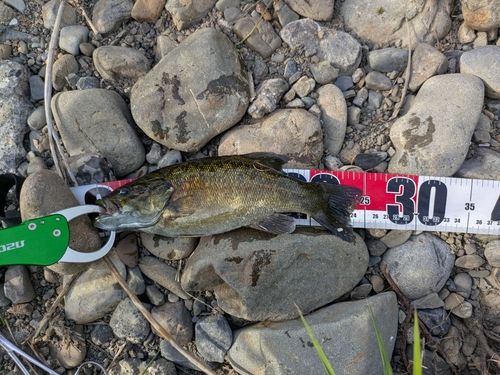 スモールマウスバスの釣果
