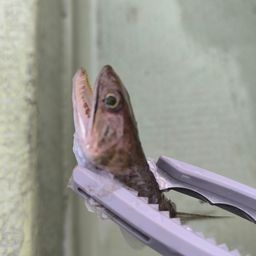 エソ
