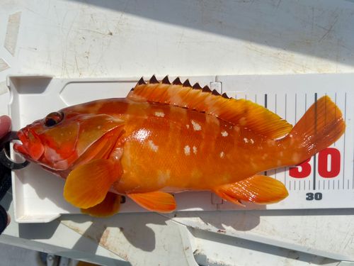 アカハタの釣果
