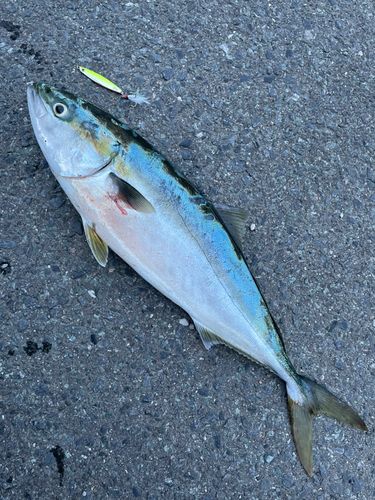 イナダの釣果