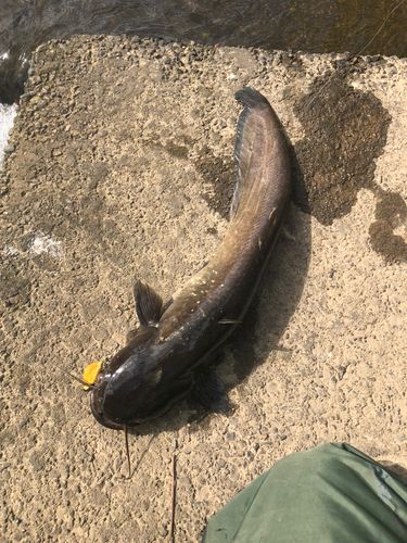 ナマズの釣果