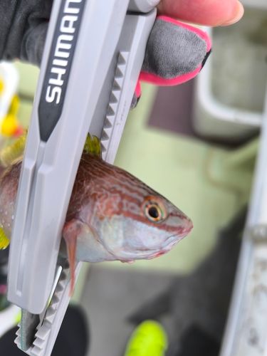 ベラの釣果