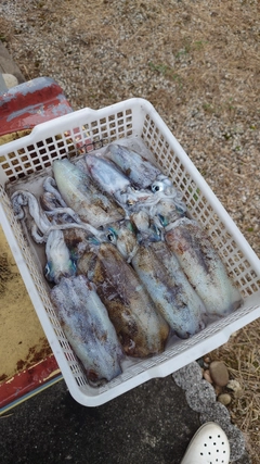 アオリイカの釣果