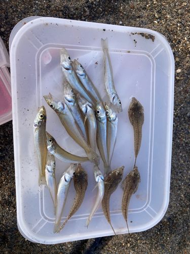 キスの釣果