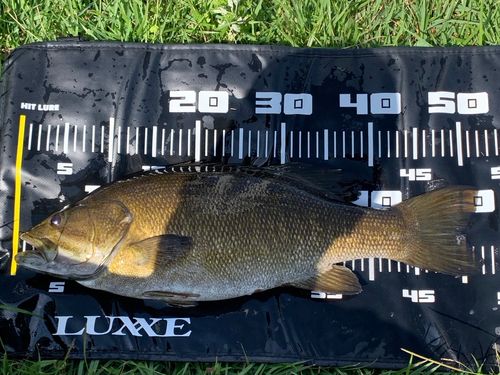 スモールマウスバスの釣果