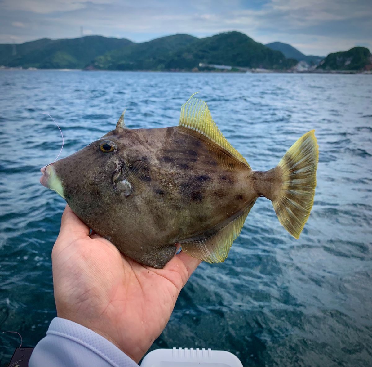 和歌山のもりもっちゃんさんの釣果 2枚目の画像