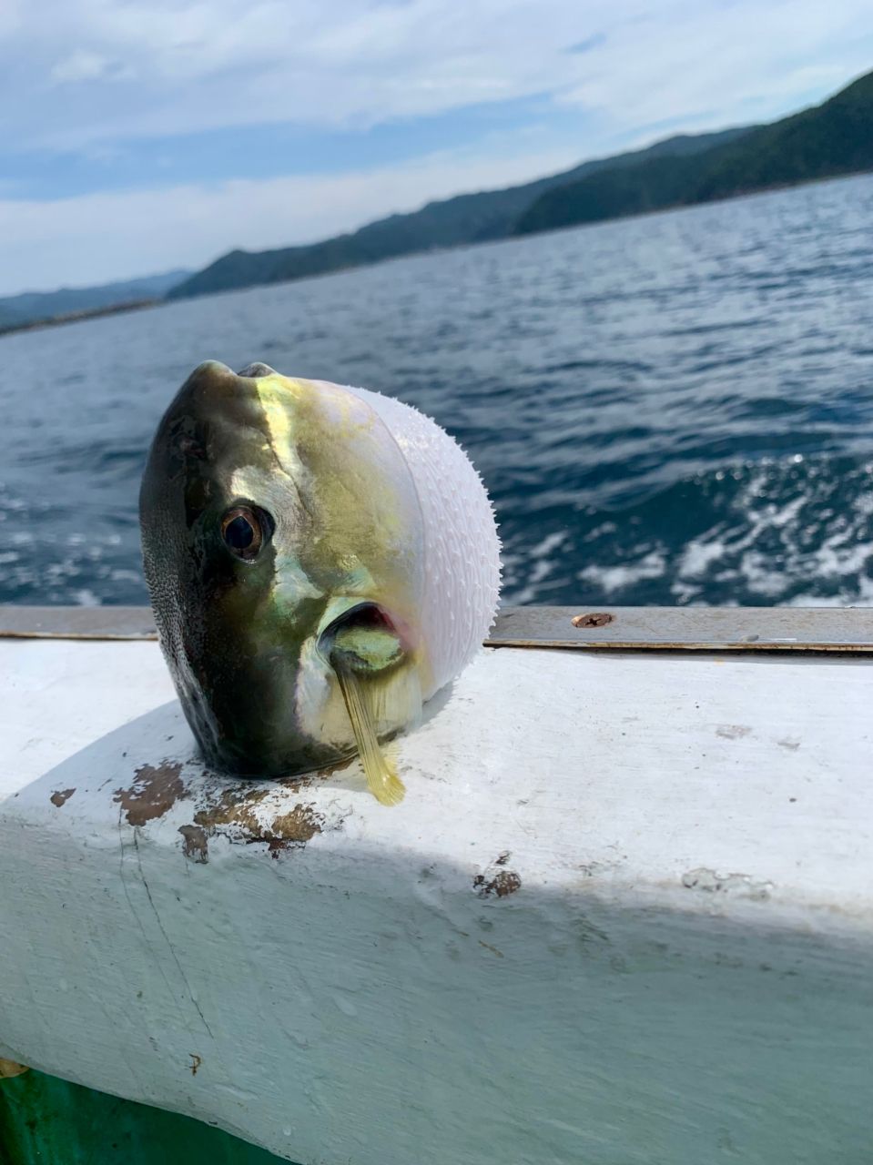和歌山のもりもっちゃんさんの釣果 3枚目の画像
