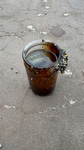 タコの釣果