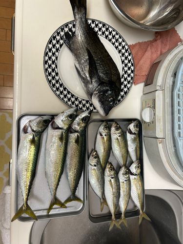アジの釣果