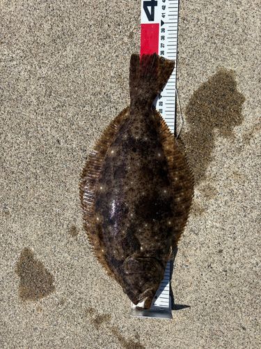 ヒラメの釣果