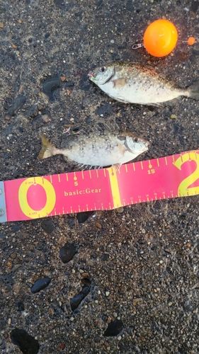 アイゴの釣果