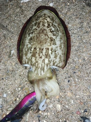 コウイカの釣果