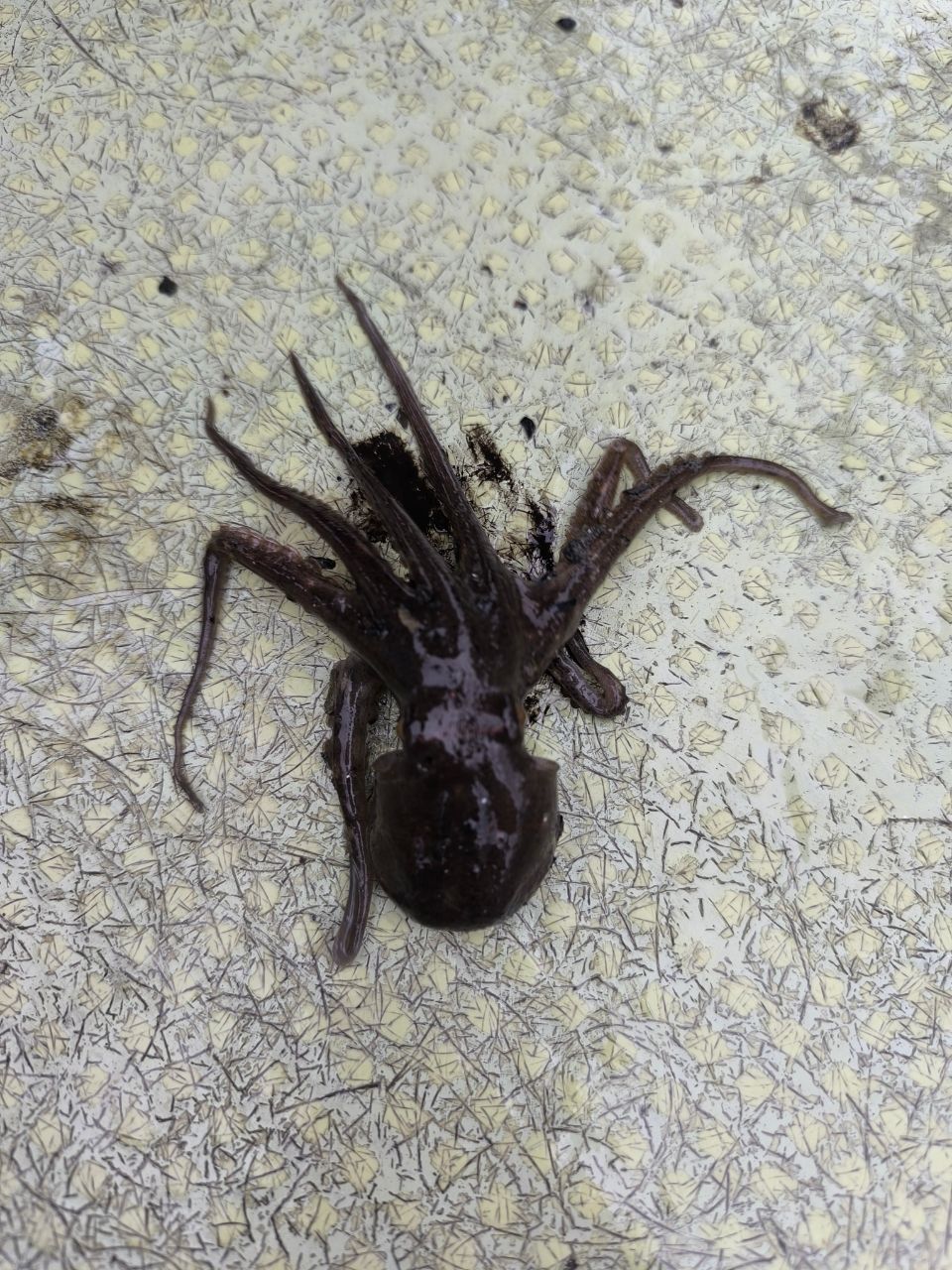 タコ
