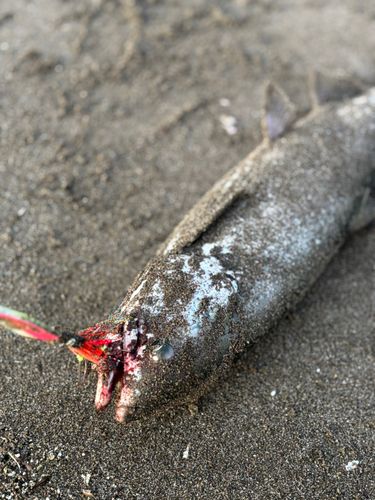 シロザケの釣果